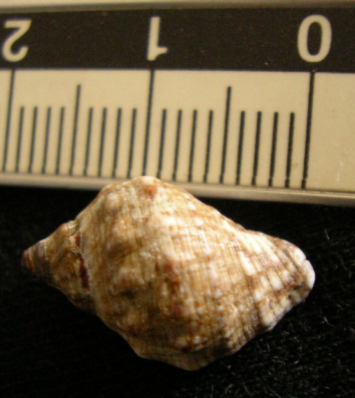 Juvenilia di molluschi